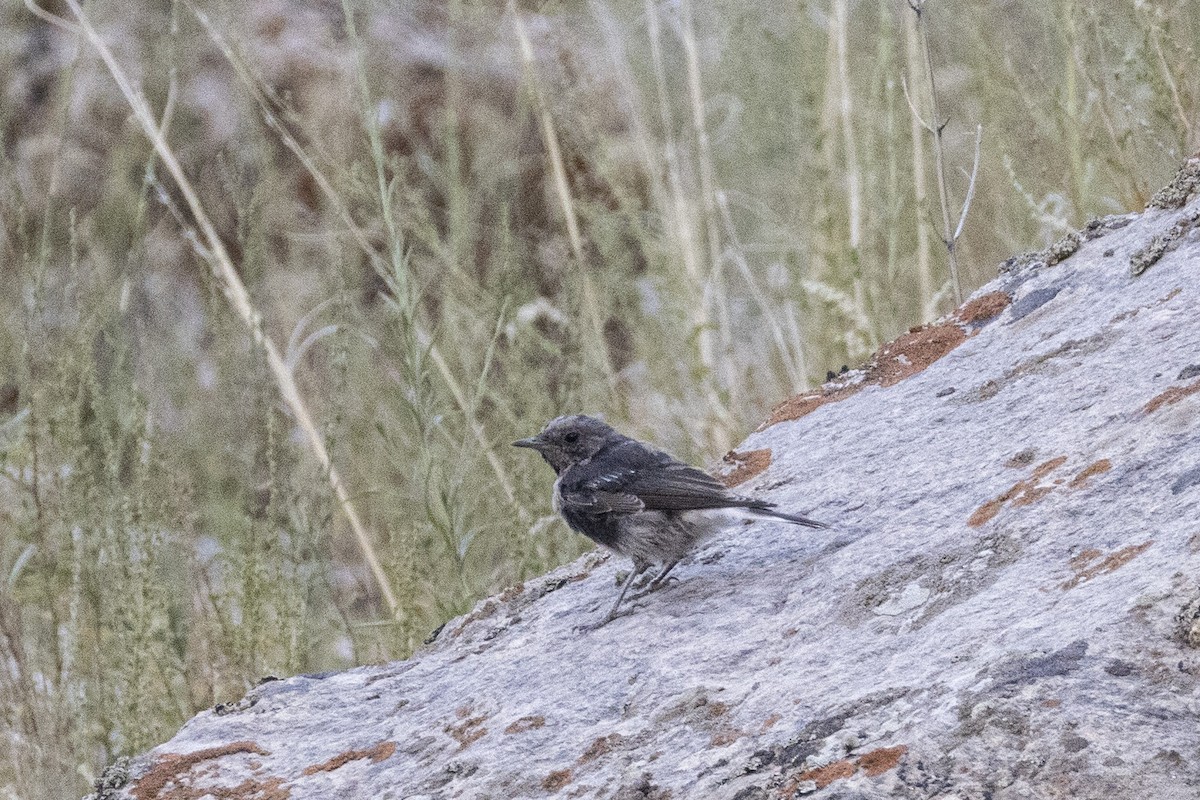 Pied Wheatear - ML639660562