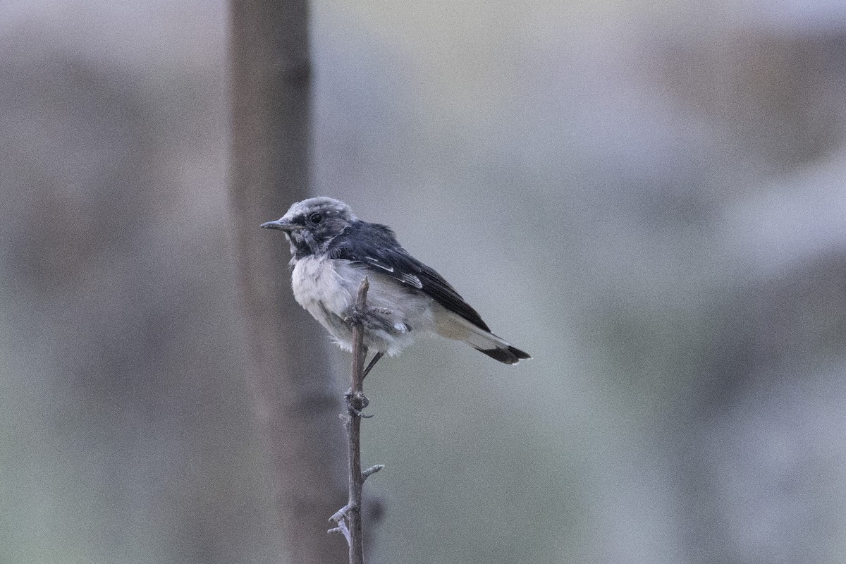 Pied Wheatear - ML639660563
