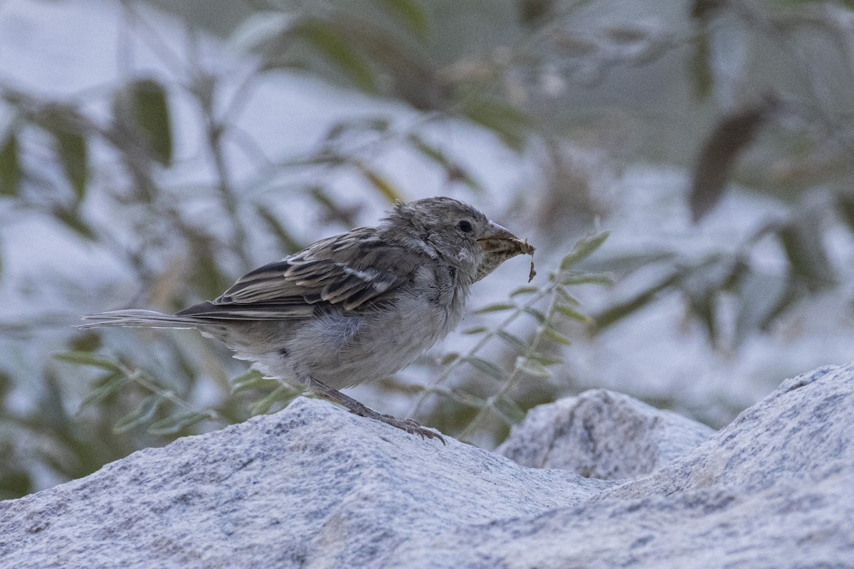 Pied Wheatear - ML639660564