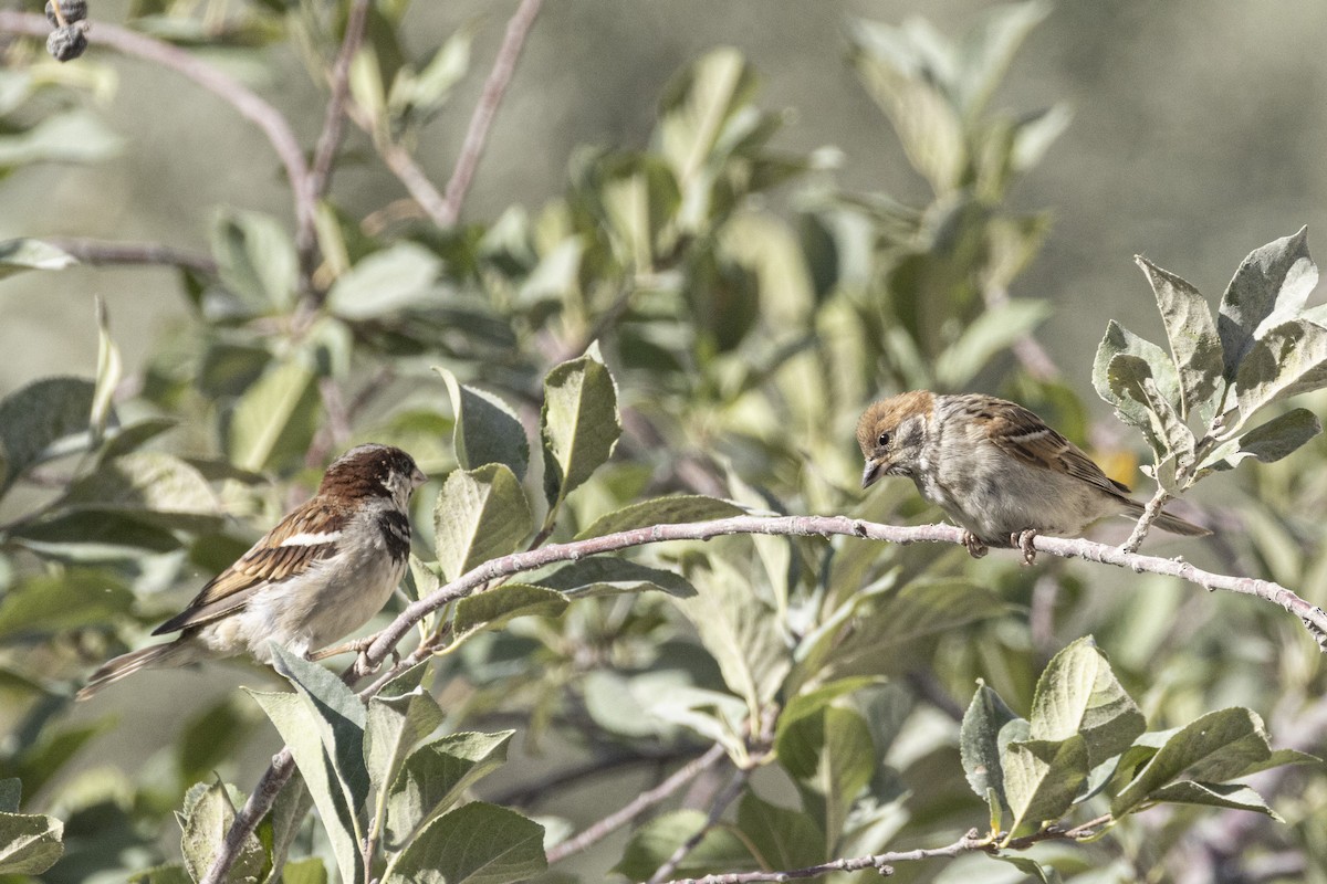 House Sparrow - ML639660573