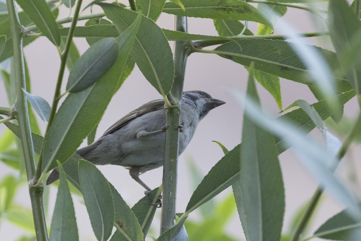 Eurasian Tree Sparrow - ML639660584