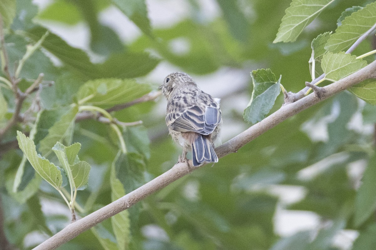 Twite - ML639660594