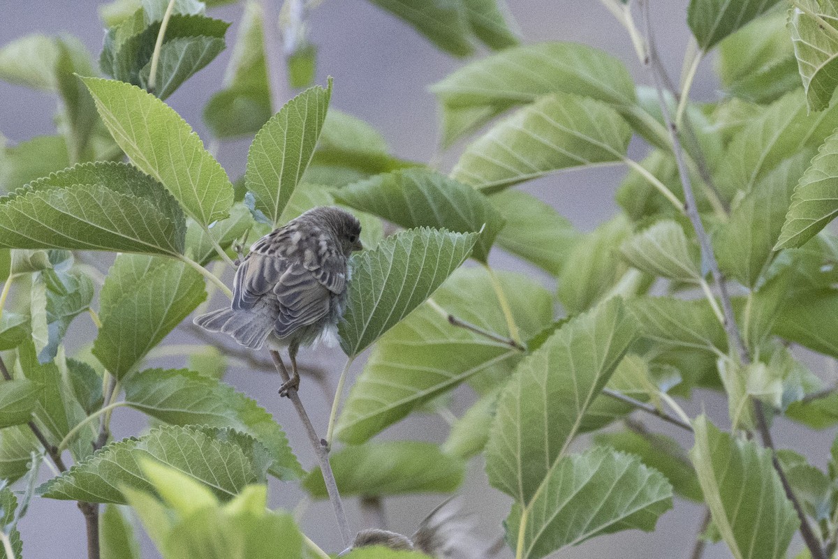 Twite - ML639660605
