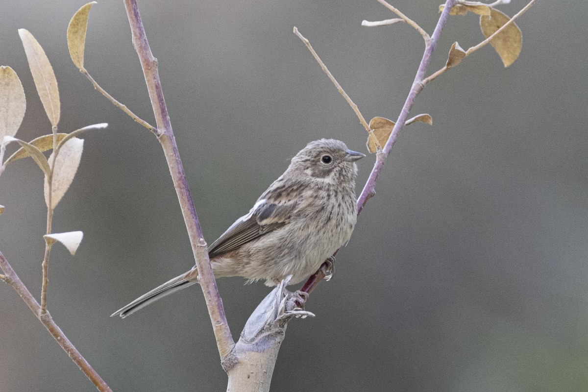 White-capped Bunting - ML639660608