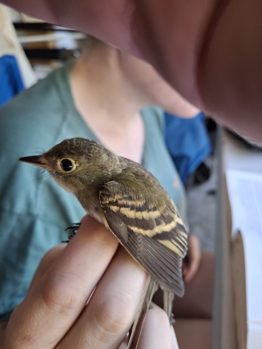 Moucherolle vert - ML639660664