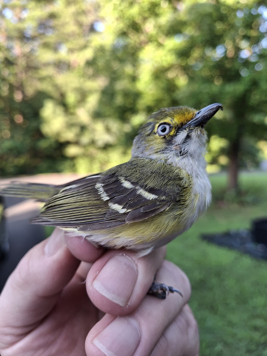 Viréo aux yeux blancs - ML639660668