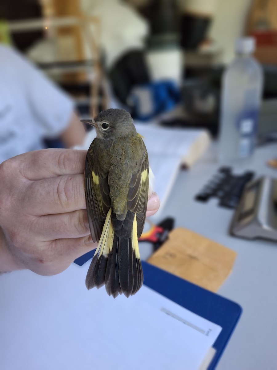 Paruline flamboyante - ML639660672