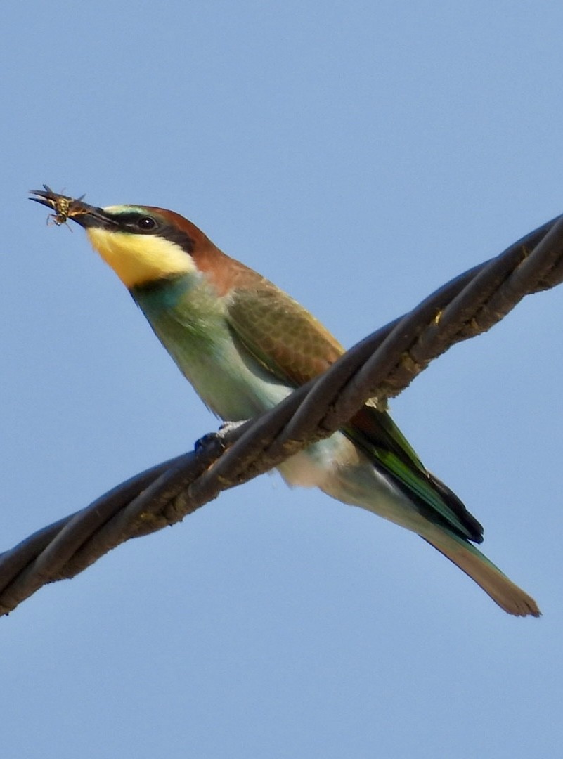 European Bee-eater - ML639660674