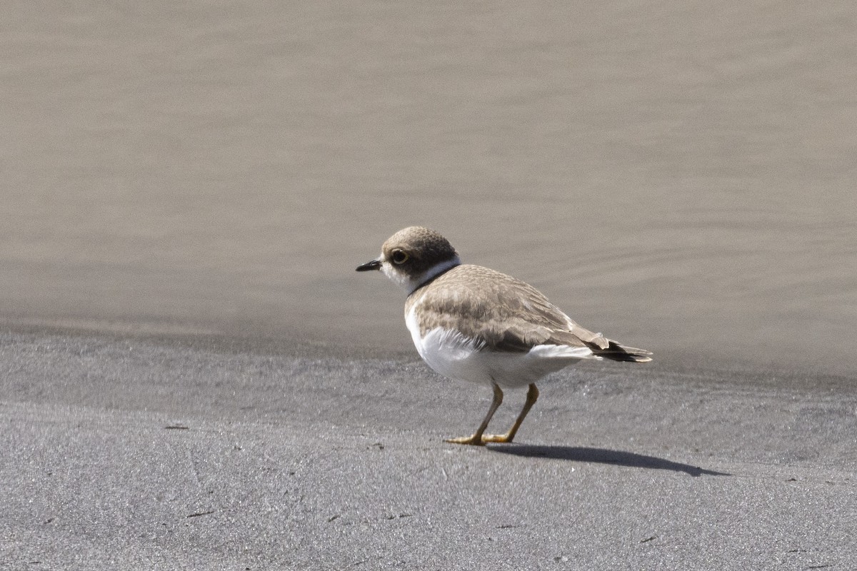 Little Ringed Plover - ML639660679
