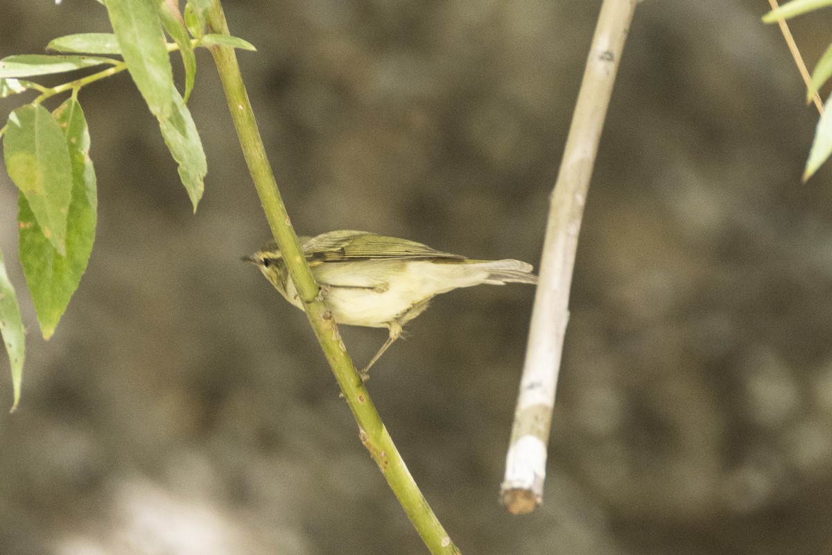 Greenish Warbler - ML639660689