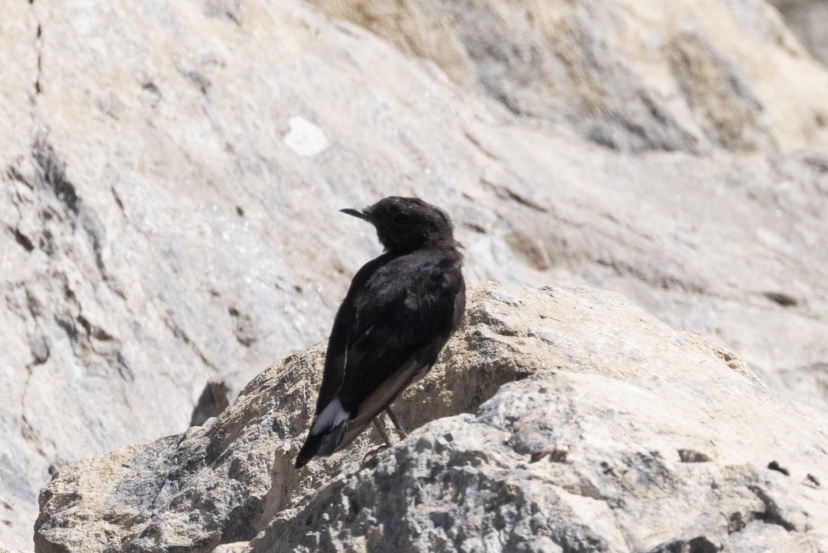 Pied Wheatear - ML639660690