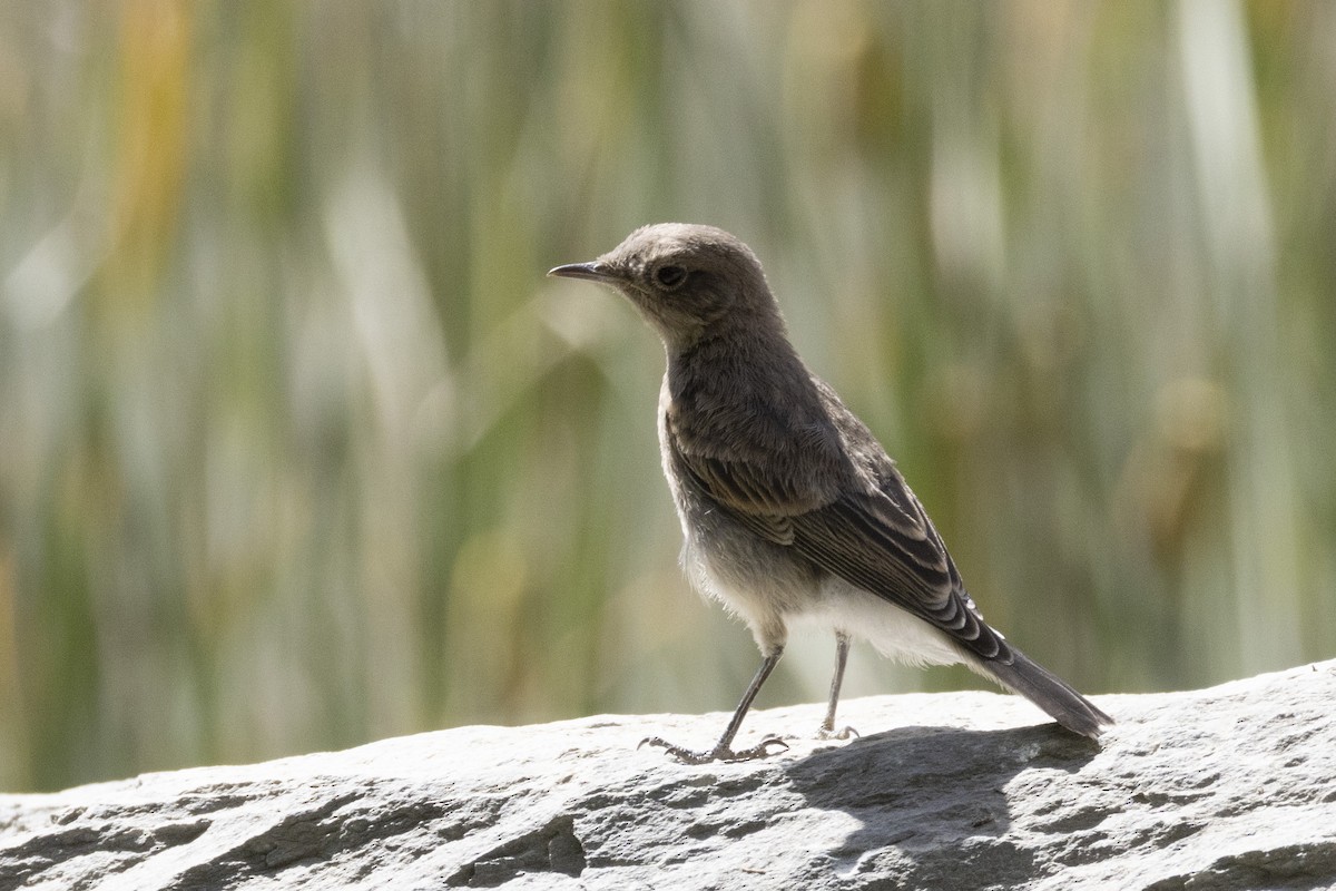 Pied Wheatear - ML639660691
