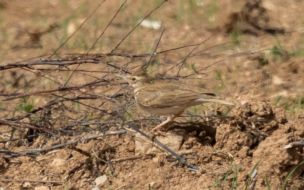 Crested Lark - ML639660699