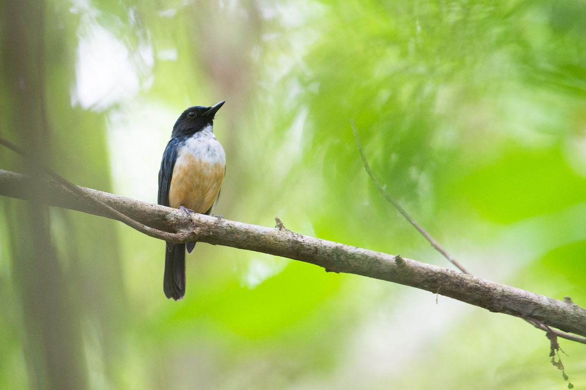 Kalao Blue Flycatcher - ML639660702