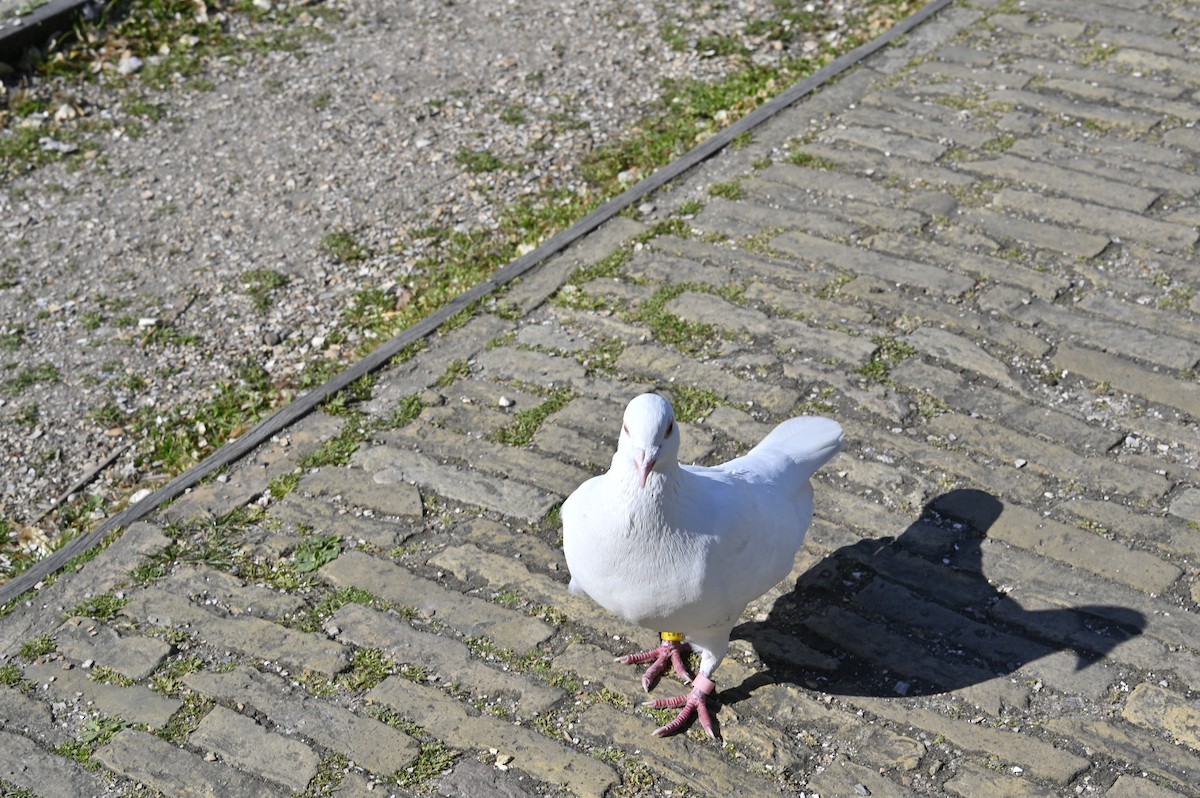 Pigeon biset (forme domestique) - ML639660764