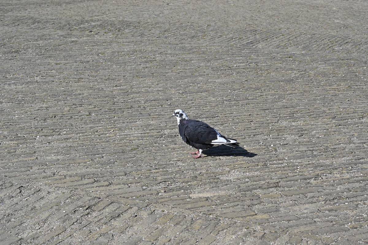 Pigeon biset (forme domestique) - ML639660765