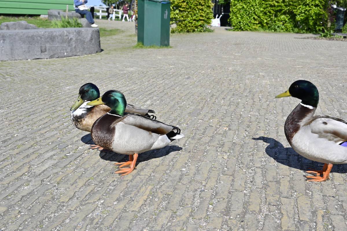 Canard colvert - ML639660767
