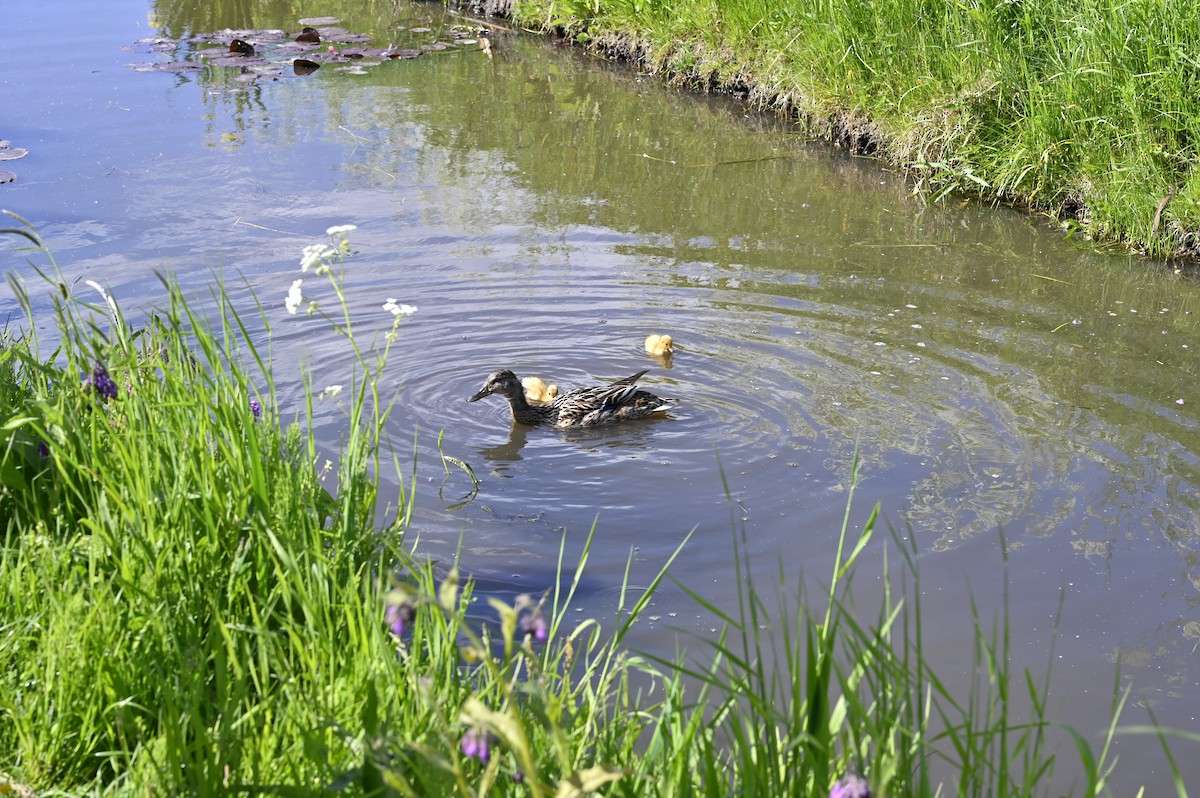 Canard colvert - ML639660774
