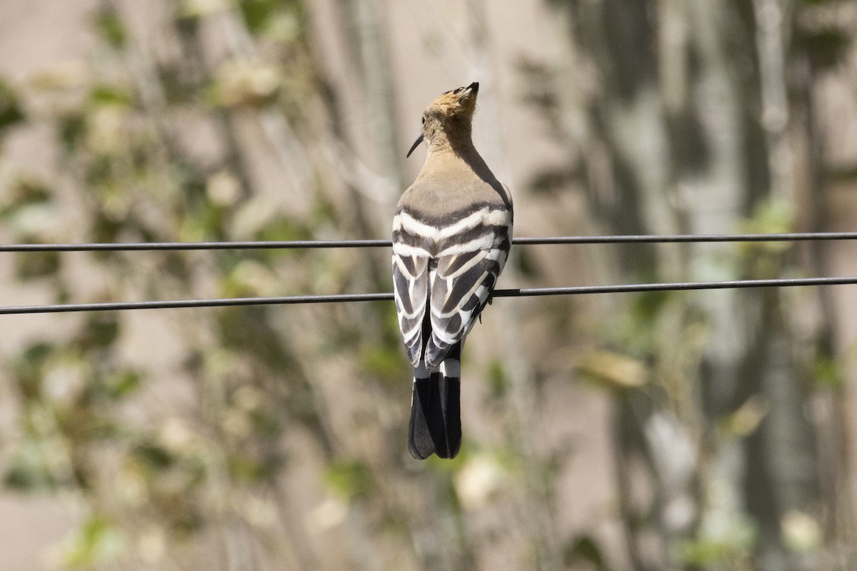 Eurasian Hoopoe - ML639660784
