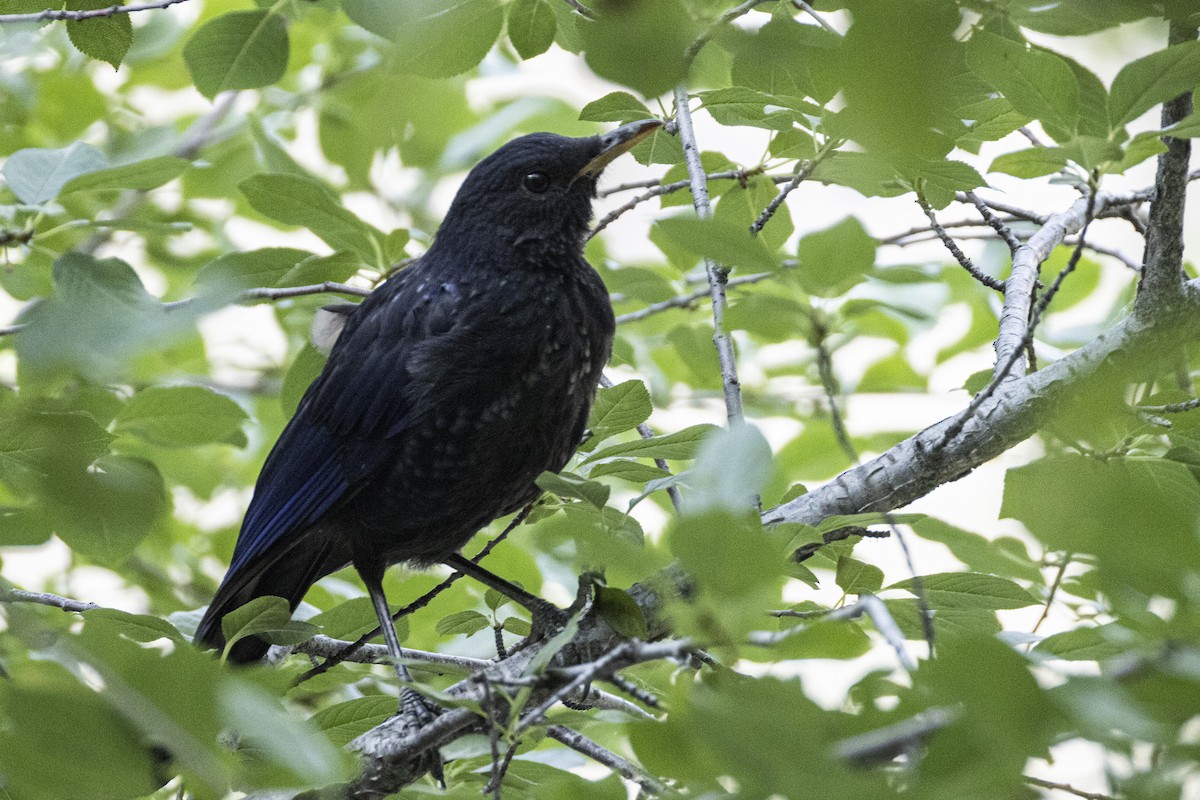 Blue Whistling-Thrush - ML639660786