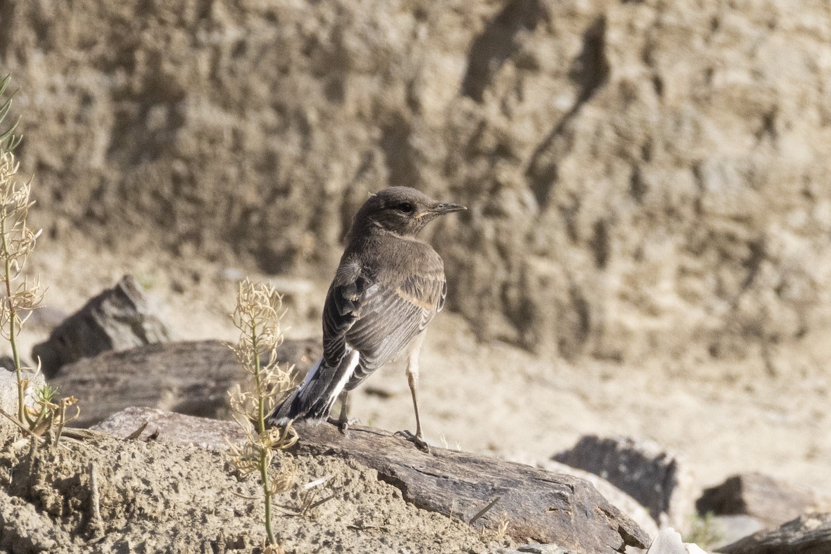Pied Wheatear - ML639660790