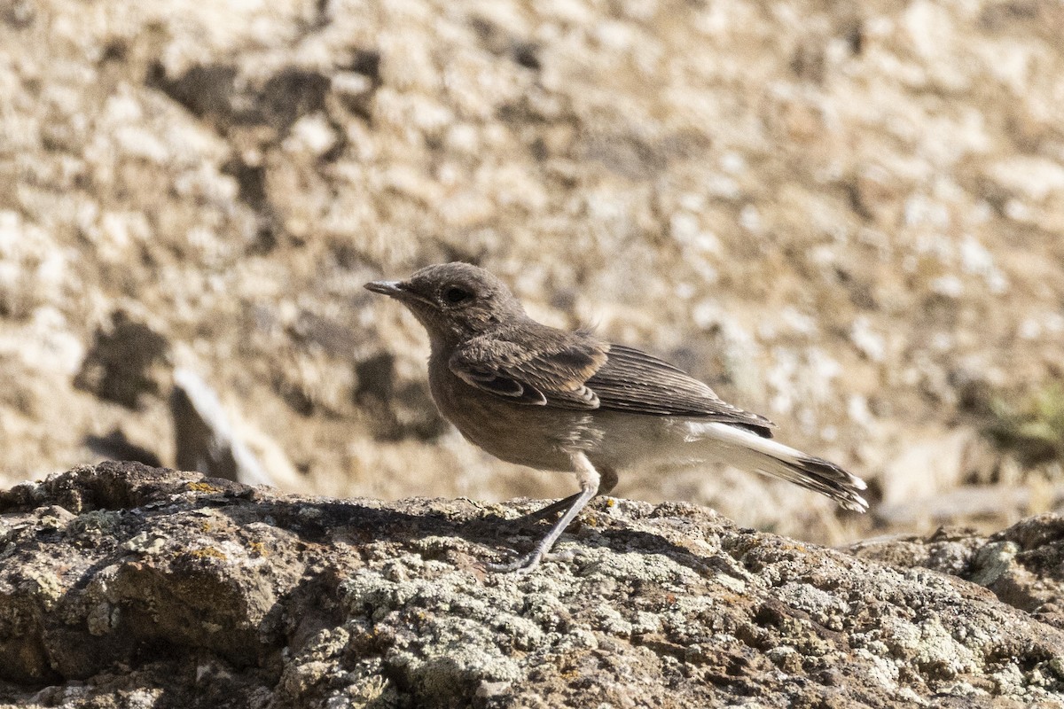 Pied Wheatear - ML639660791