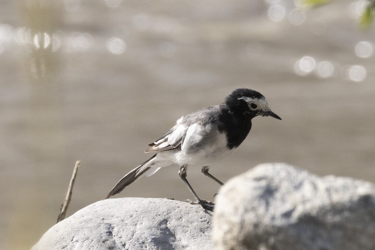 White Wagtail (Masked) - ML639660797