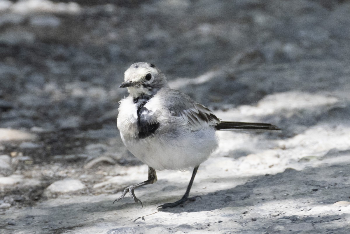 White Wagtail (White-faced/Transbaikalian) - ML639660799