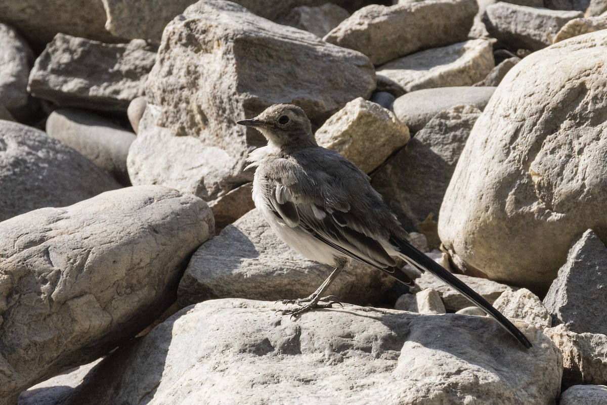 White Wagtail (White-faced/Transbaikalian) - ML639660800