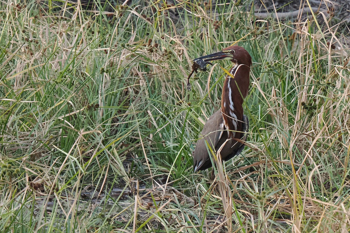 ML639660828 - Rufescent Tiger-Heron - Macaulay Library