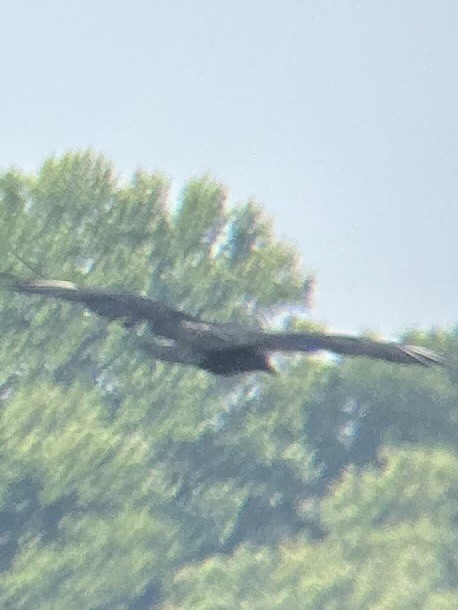 Black Vulture - ML639660870