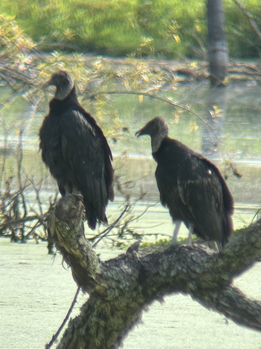 Black Vulture - ML639660871