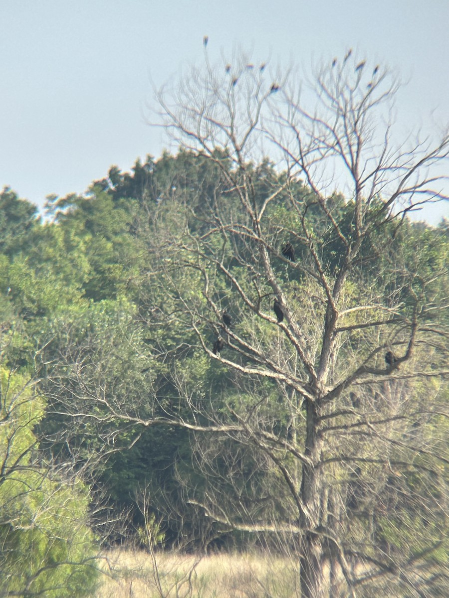 Black Vulture - ML639660872