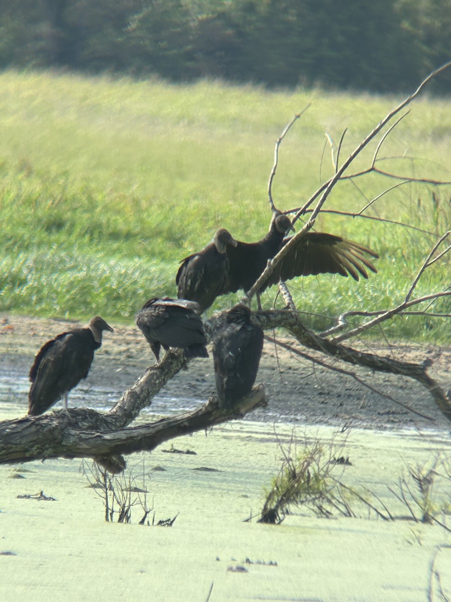 Black Vulture - ML639660873