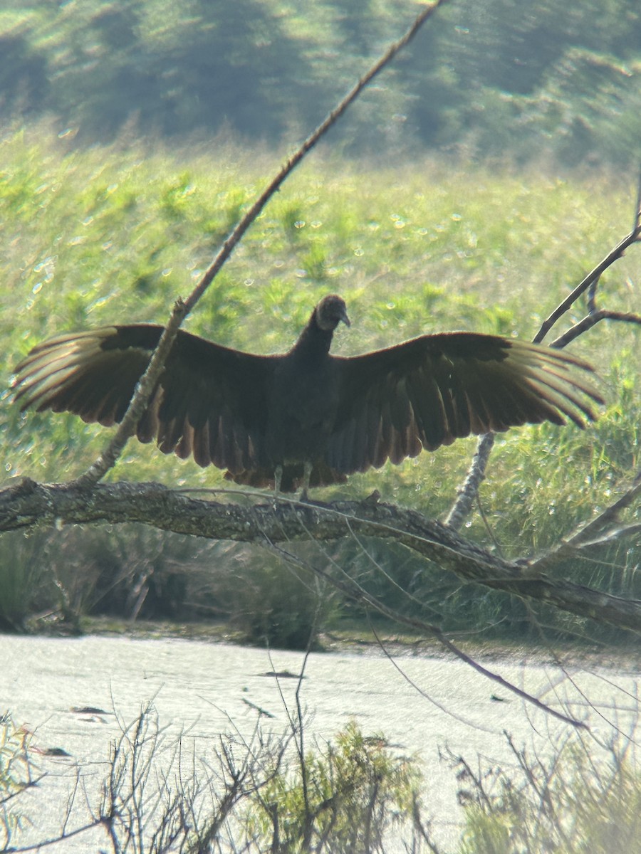 Black Vulture - ML639660874