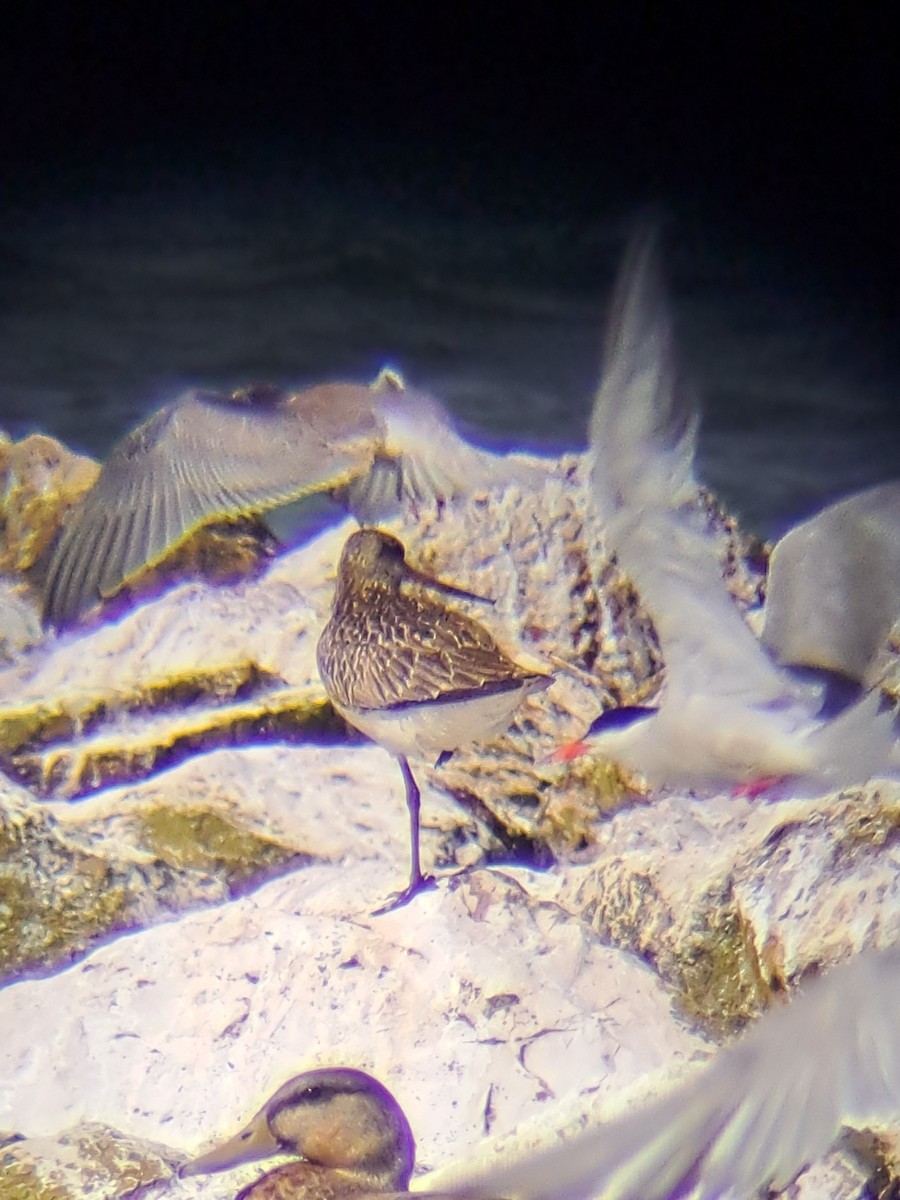 Bar-tailed Godwit - ML639660949