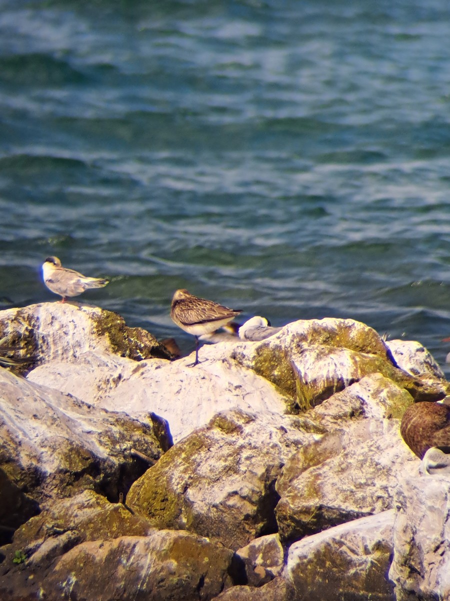Bar-tailed Godwit - ML639660950