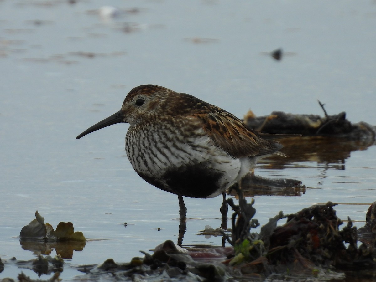 Dunlin - ML639660967