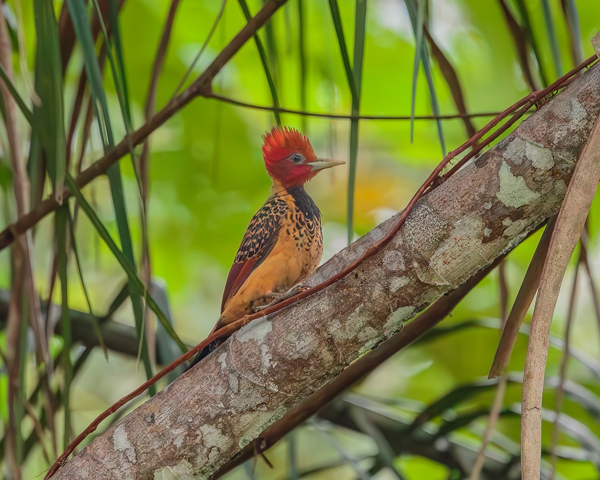 Rufous-headed Woodpecker - ML639661007