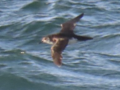 Manx Shearwater - ML639661017