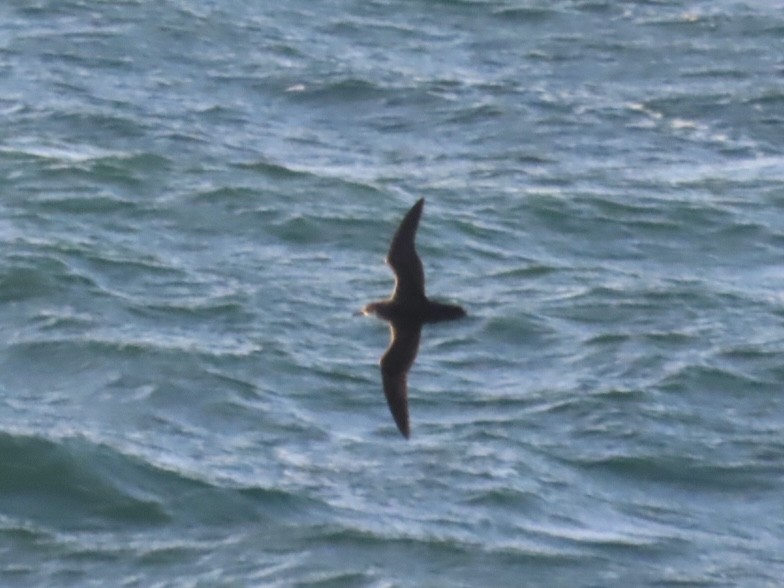 Manx Shearwater - ML639661018