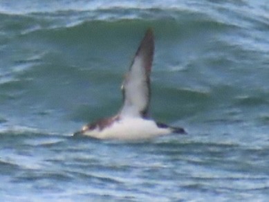 Manx Shearwater - ML639661019