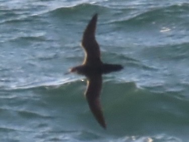 Manx Shearwater - ML639661020