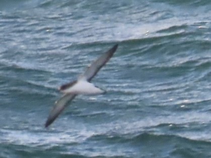 Manx Shearwater - ML639661021