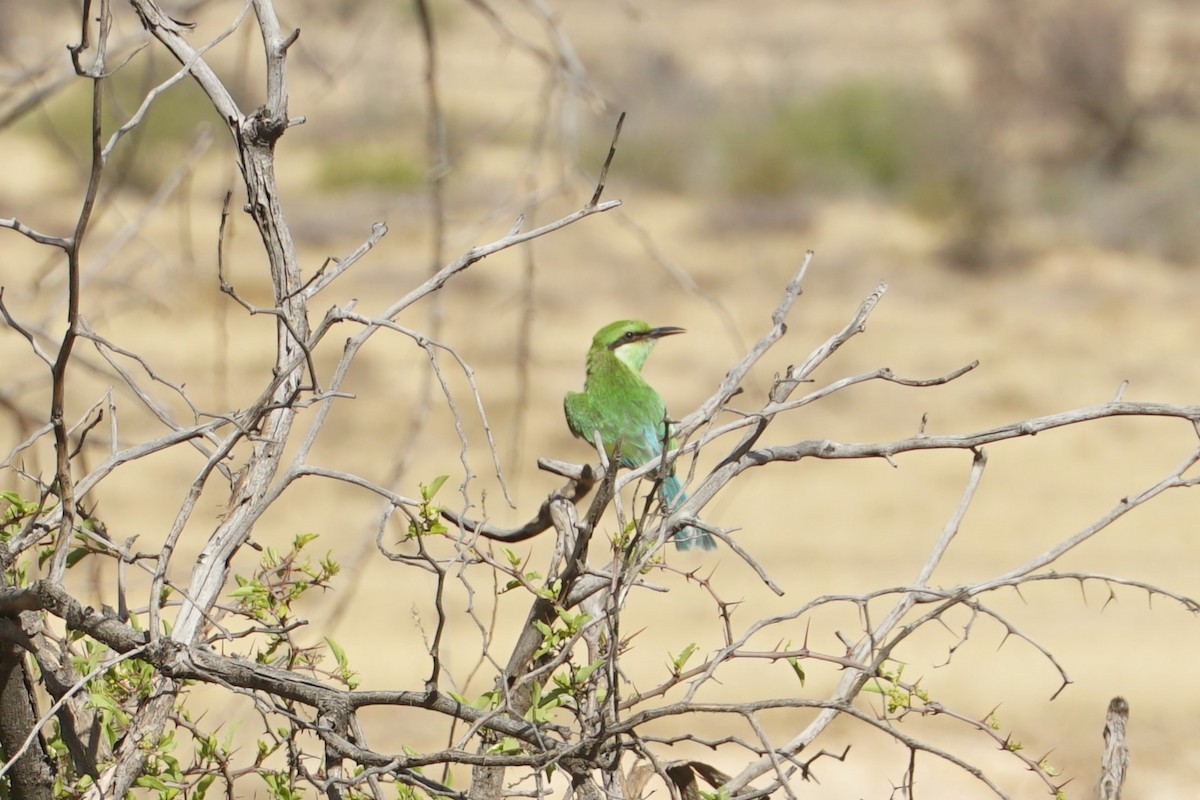 Swallow-tailed Bee-eater - ML639661026