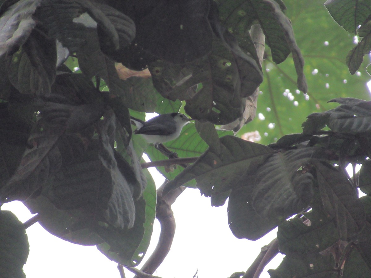 White-browed Gnatcatcher - ML639661149