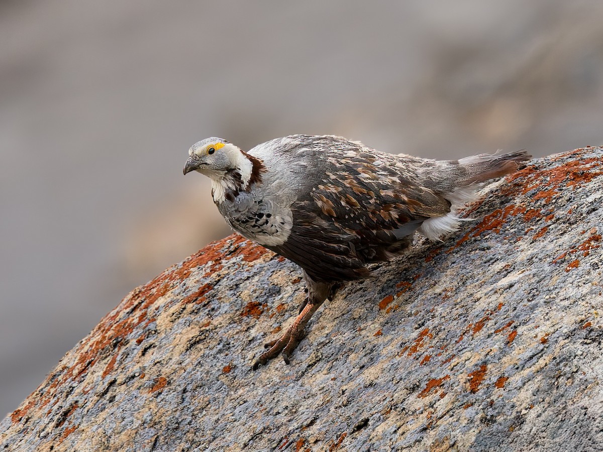 Himalayan Snowcock - ML639661164