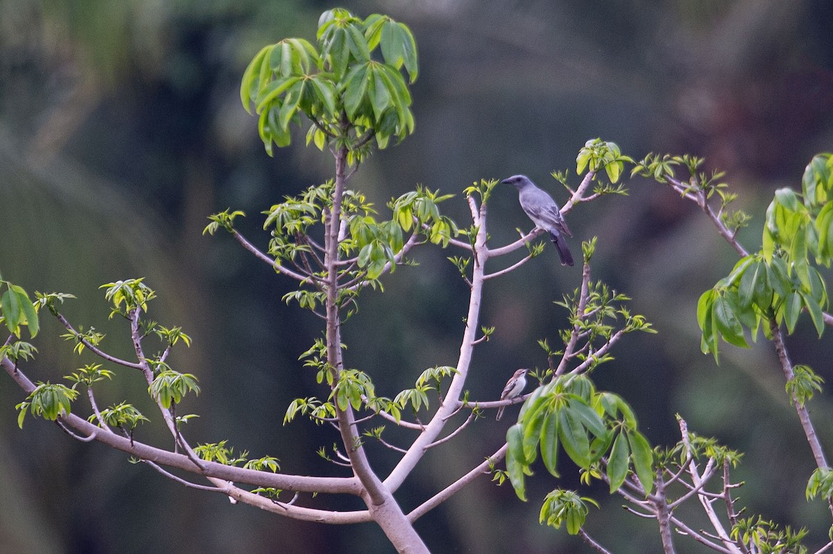 Wallacean Cuckooshrike (Alor) - ML639661176