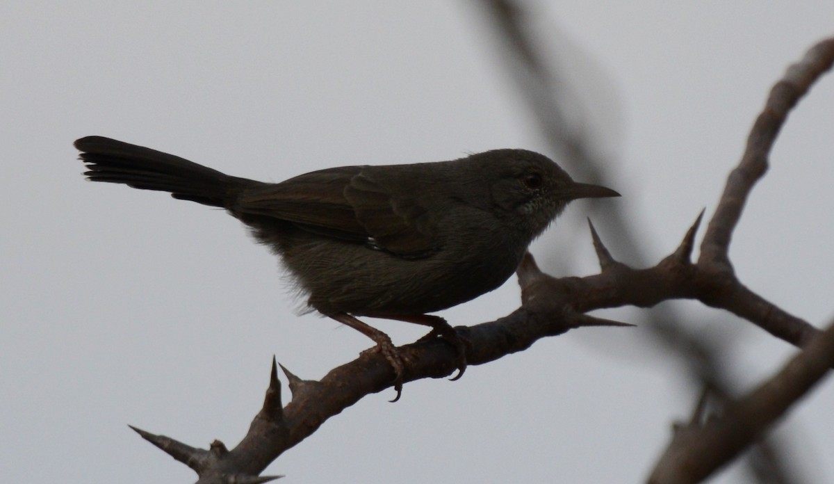 Gray Wren-Warbler - ML639661205