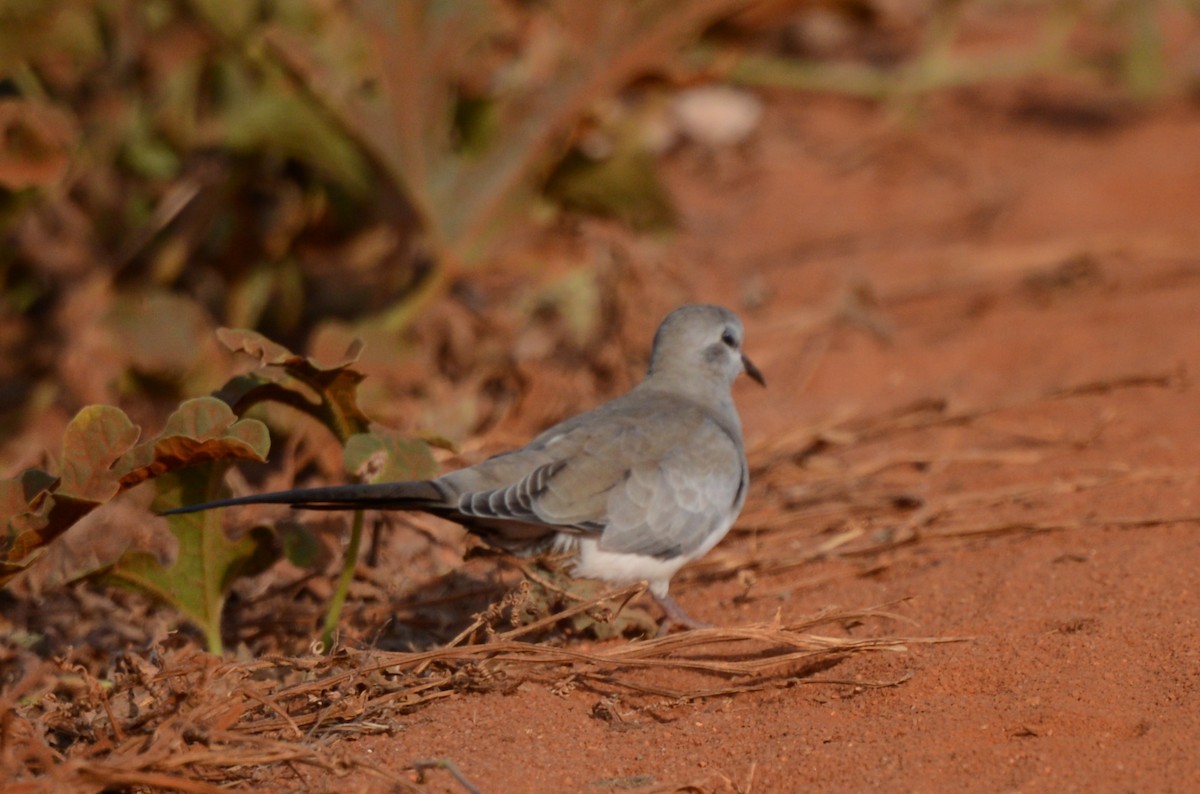 Namaqua Dove - ML639661208